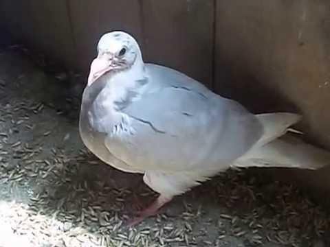 T.W.A Race Loft| Dominant Opal Pied Youngster!