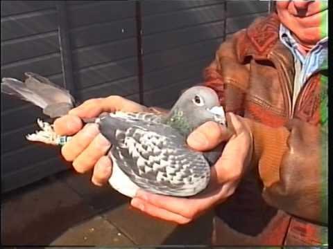 Video 299: Anthony Carrigan of Carlise: Premier Pigeon Racer