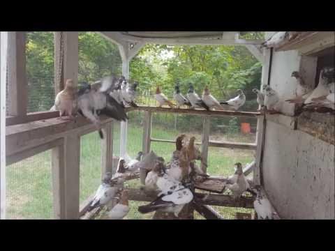 Outlaw's loft plus 1 DAD!! TIPPLERS pigeons