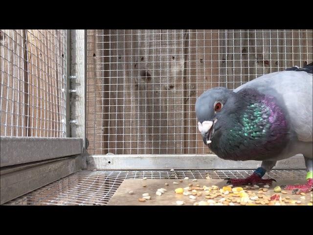 Cocks Vs Hens Pigeon Eating Time