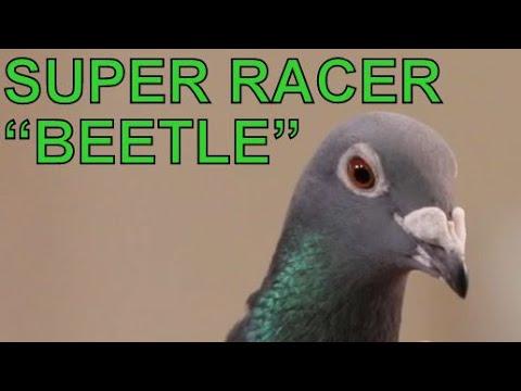 SUPER RACER "Beetle" presented