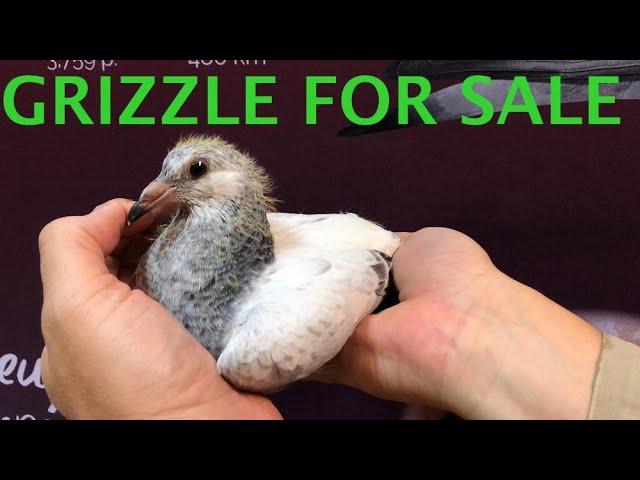 GRIZZLE WEEK OFFER Granddaughter GOLDEN GRIZZLE (SOLD)