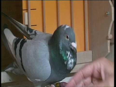 Will & Falco Ebben racing pigeons, Beneden-Leeuwen (English version)
