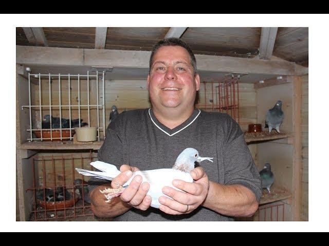 Video 387: Russell Ayres of Ash: Racing Pigeon Photo Show