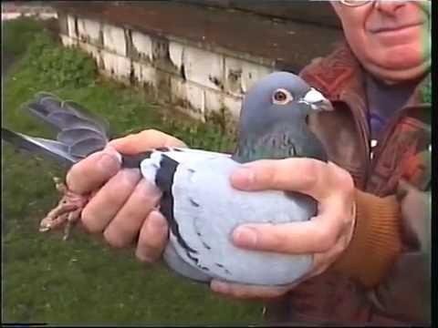 Video 308: Mr. & Mrs. Mick Gregory of the Midlands: Premier Pigeon Racers