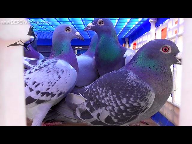 ???? OUTSTANDING PIGEONS! LETS'GO ????