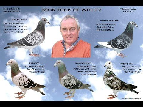 Video 343: Mick Tuck of Witley: Premier Pigeon Racer