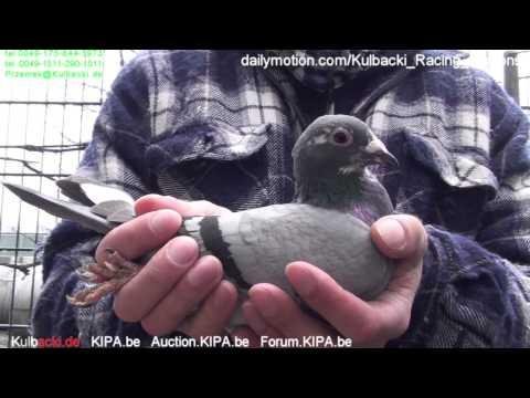CHAMPION KULBACKI BREEDING PRESENTS pigeons from the best pairs in Europe International Champions