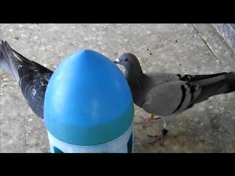 GHC 200 mile race from TITO LOFT - Homing Pigeon Races