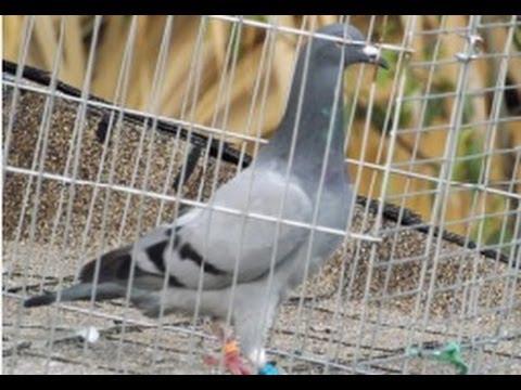 Young Bird Racing Team Feeding - Racing Pigeons