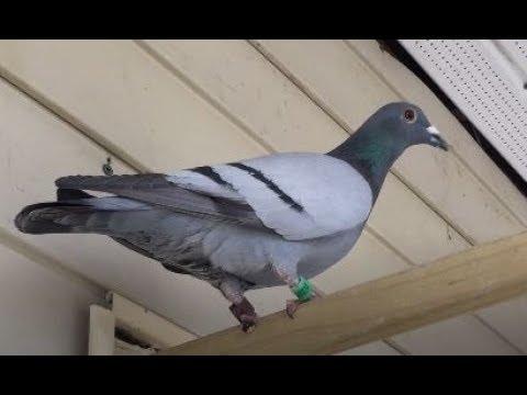 HPR 2019 UPDATE LOFT CLEANING AND NEW BIRDS