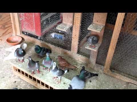 crazy hen homer RACING PIGEON