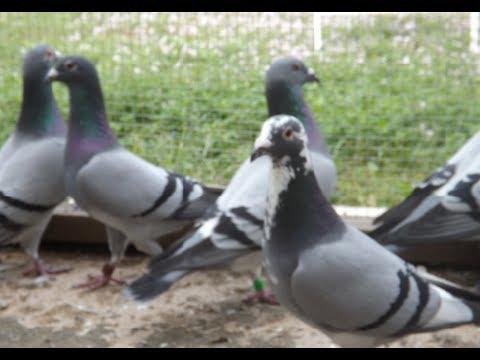 "Spring Hill The City of Pigeons"