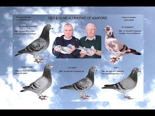 Video 388: 'Superstars': Pigeon Montage Photo Show