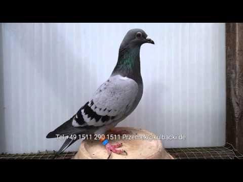 5 pairs from the wonderpair of Netherlands young pigeons for sale 5 parek z najlepszych gołębi