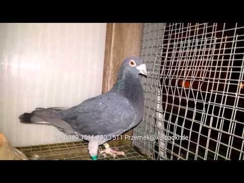 21.03.2016 Zuchttauben Gołębie Rozpłodowe Breed pigeons Kulbacki Germany