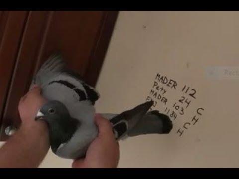 Racing Pigeon Loft Inventory - Feeding And Loft Cleaning