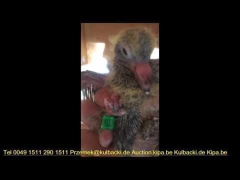 Original pigeons of Kulbacki in Canada British Columbia Vancouver Island LIVE tel 0049 1511 290 1511