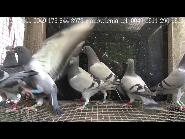 24-06-2018 aktualne młode gołębie na sprzedaz Jungtaubenverkauf tel 0049 1511 290 1511