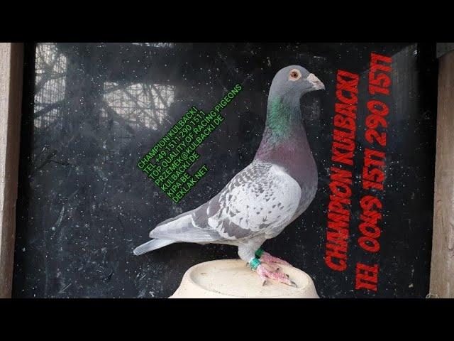 BEST OF GERMANY | HIGH QUALITY RACING PIGEONS OF CHAMPION KULBACKI KULBACKI  | RACING PIGEONS CENTER