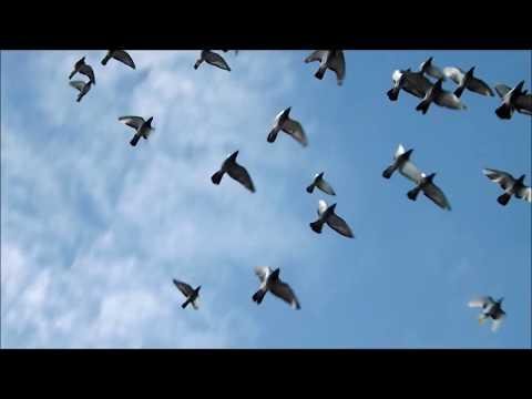 Pigeon Loft Vs 140 mph Winds