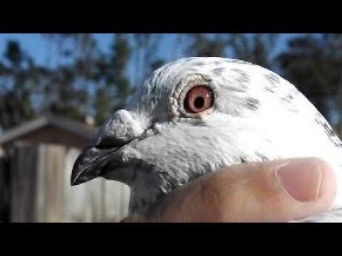 Darwin Loft -  Breeding Pairs - 11 Flights Breeding Program