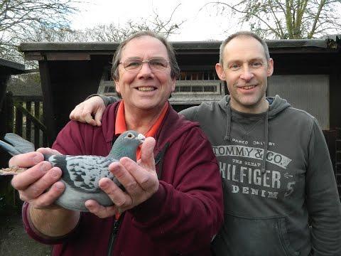 Video 350: Mark Bulled of Harlow: Premier Pigeon Racer