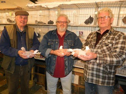 Video 336: Southern Counties SR Society Trophy Show 2016: Show Pigeons