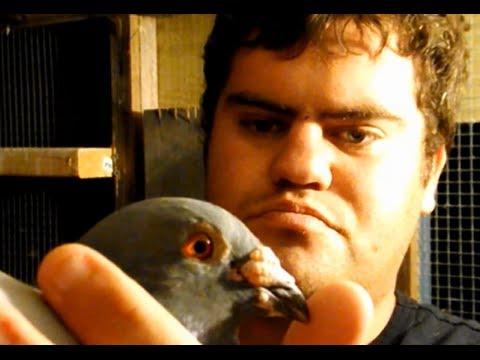 2014 Pigeon Breeding Project - Naples 700 Bloodline - Loft Update