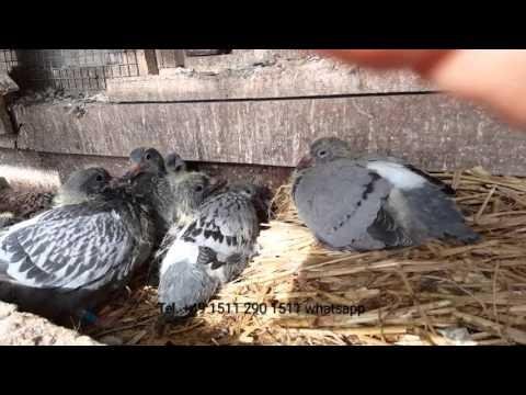 Young pigeons by racing hens Kulbacki Racing Pigeons Germany 2016 tel 0049 1511 290 1511