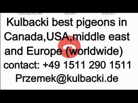 Champion of Canada Montreal interview about Kulbacki pigeons FILM Z MISTRZEM W KANADA RASA KULBACKI