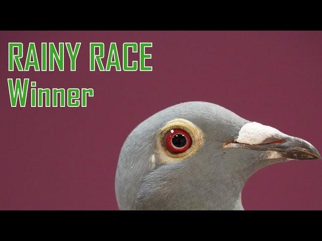 Vlog #61 RAINY RACE Winner 187km 116miles
