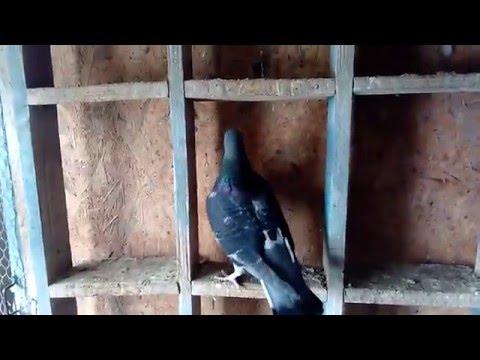 Long distance pigeons- Jan Aarden