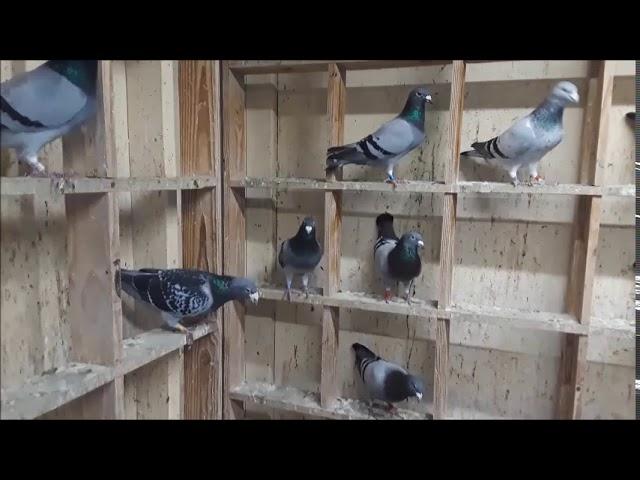 Racing Homers 2021 1st video on the breeding coop.