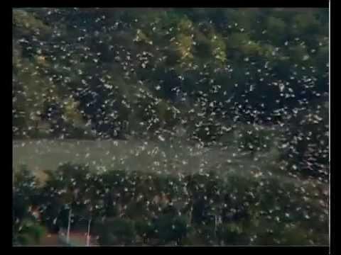 Air Film Pigeon Race