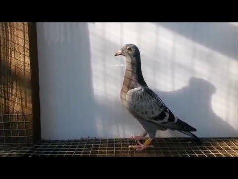 Kulbacki pigeons in Taiwan wysyłamy nasze gołębie na cały świat +49 1511 290 1511