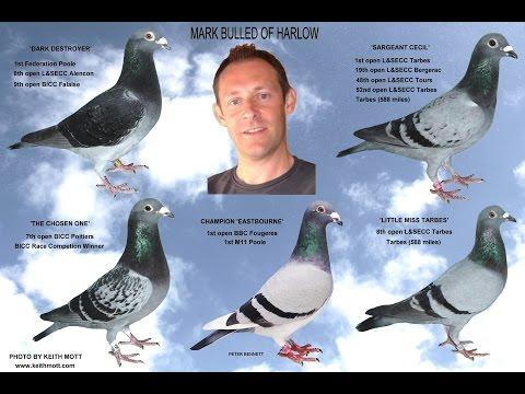 Video 349: Mark Bulled of Harlow: Pigeon Photo Show