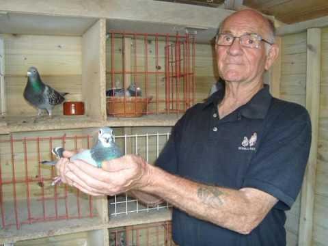 Video 322: Tom Williams of Orpington: Pigeon Photo Show