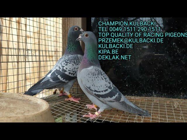 zadowolony klient | najlepsze produkty | Kulbacki Racing Pigeons Brieftauben GOŁĘBIE| Biała Podlaska