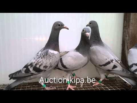 Aukcja golebie lotowych Racing pigeons Auction