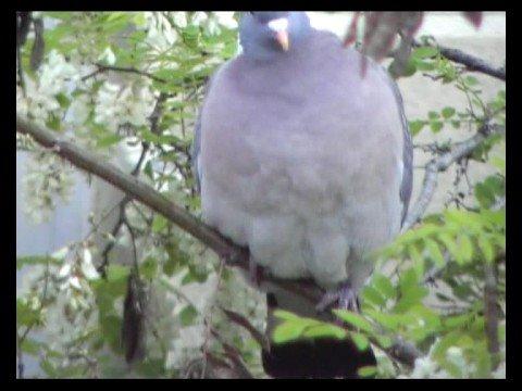 Wood Pigeon(Columba palumbus)