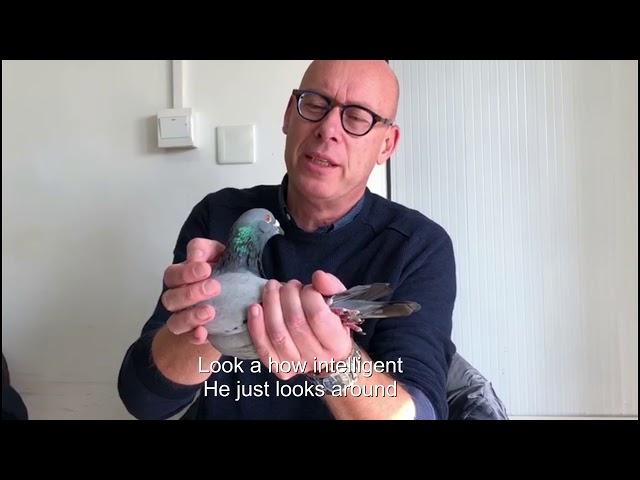 Evert Jan Eijerkamp and Henk Jurriëns handle the most expensive pigeon in the world