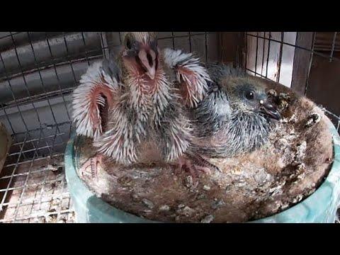 PIGEON RACING 2020 - YOUNG BIRDS IN THE NEST