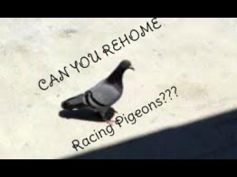 Can Racing Pigeons Be RE- HOMED?