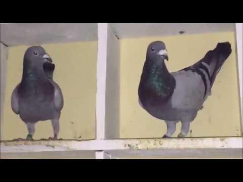 Pigeon Loft - Who gets the top perch?