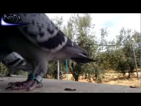 Beautiful moments pigeon training/Schöne Momente Tauben Training/Bonitos momentos palomas  entrenos