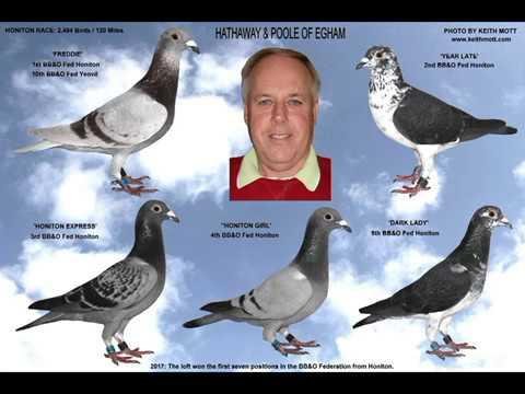Video 356: Hathaway & Poole of Egham: Pigeon Photo Show