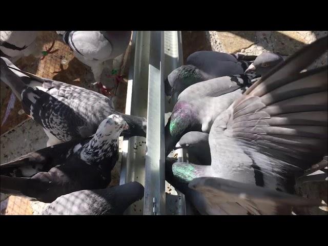 Pigeon Feeding Explained - Why The Birds Look Hungry