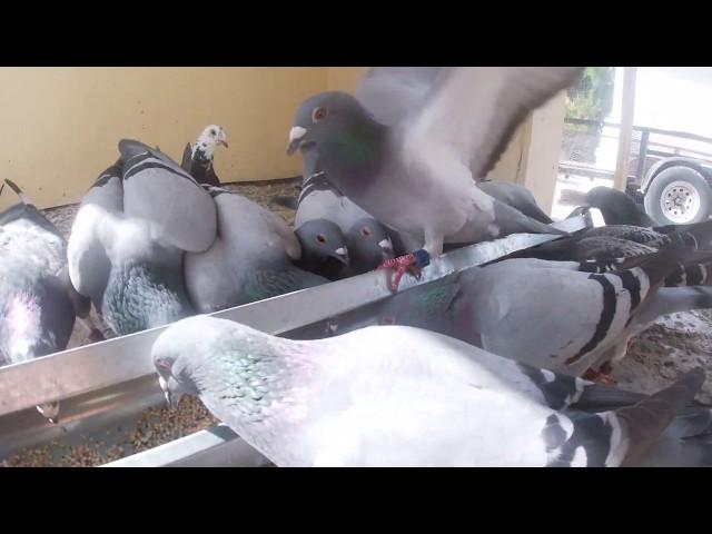GOPRO Hero 7 SILVER 4K "Pigeons Eating" MY NEW CAMERA