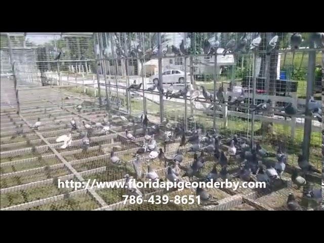Florida Pigeon Derby LOFT UPDATE